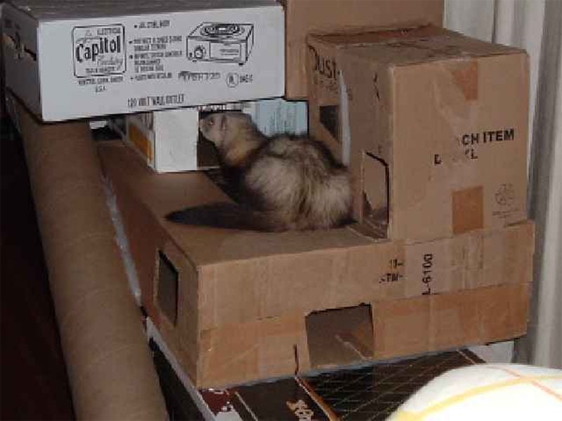 DIY Cardboard Box and Tube Ferret Playhouse by Schroeder Family