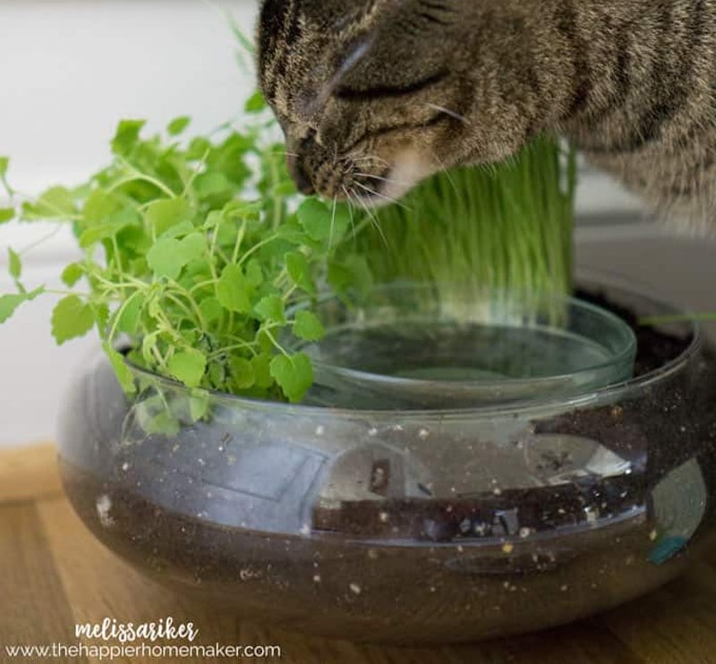 DIY Cat Bowl