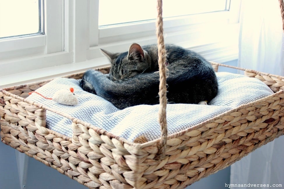 hanging cat bed