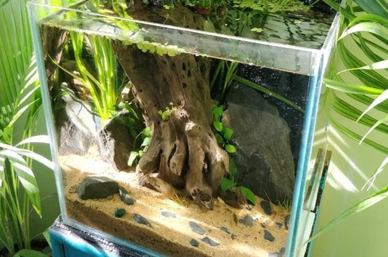 DIY Fish Tank Decor