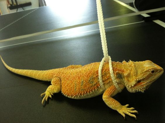 4 DIY Bearded Dragon Harnesses You Can Make Today With Pictures PangoVet