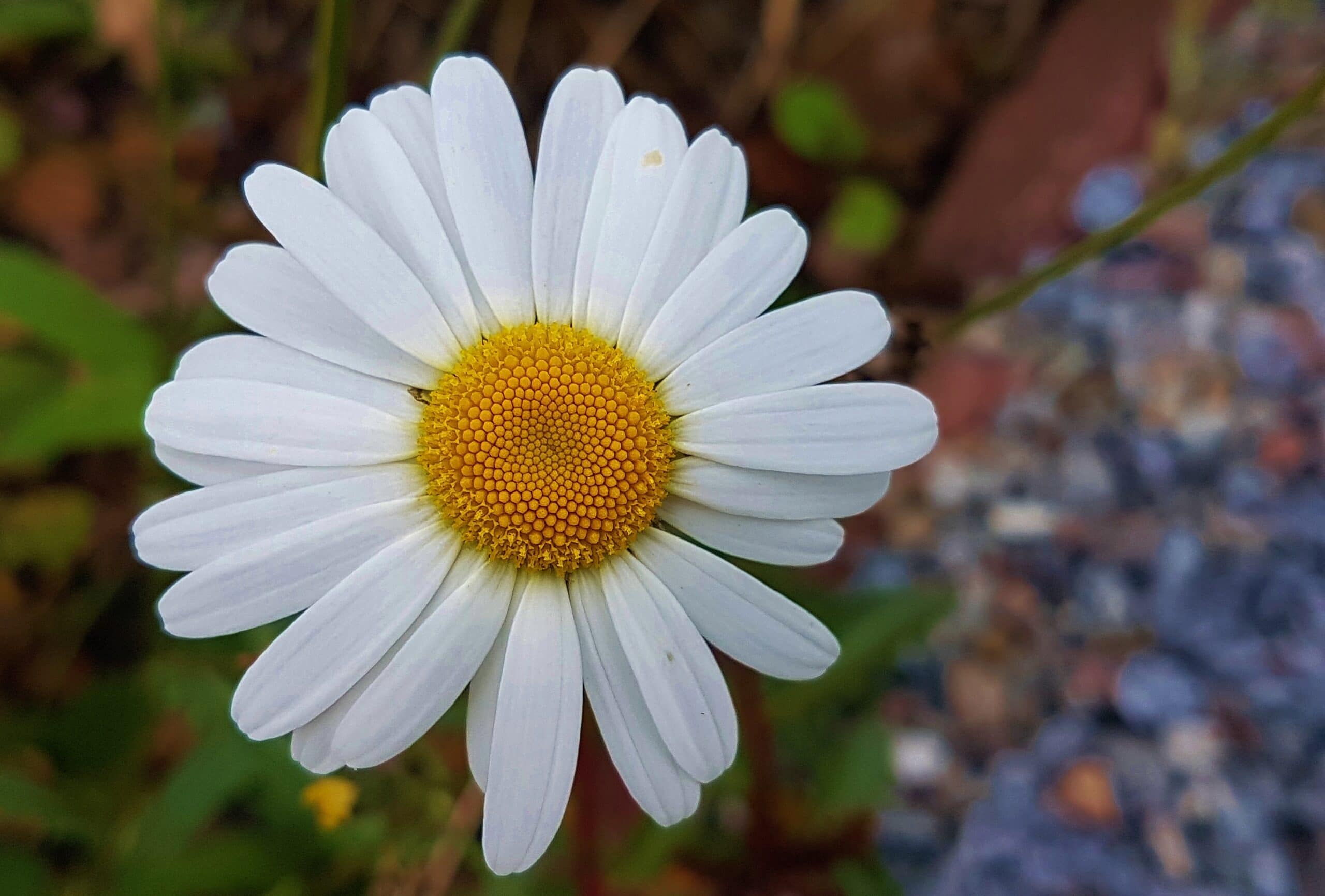 Are Daisies Toxic to Cats? VetReviewed Facts & Safe Alternatives