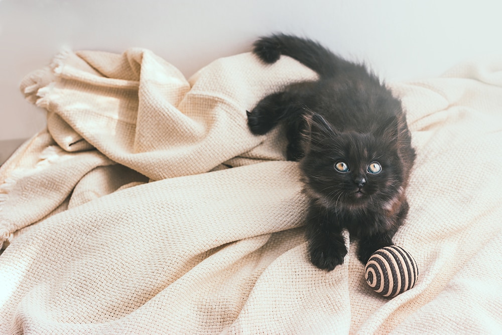 Dark gray york chocolate cat_de_zla_Shutterstock