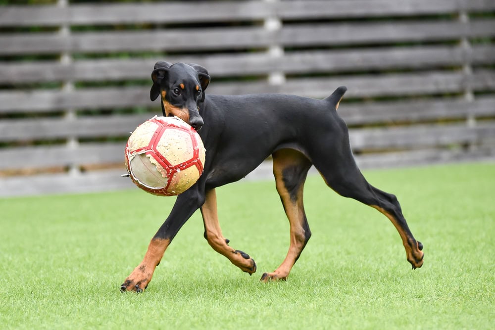 Doberman puppy holding a ball on a playground