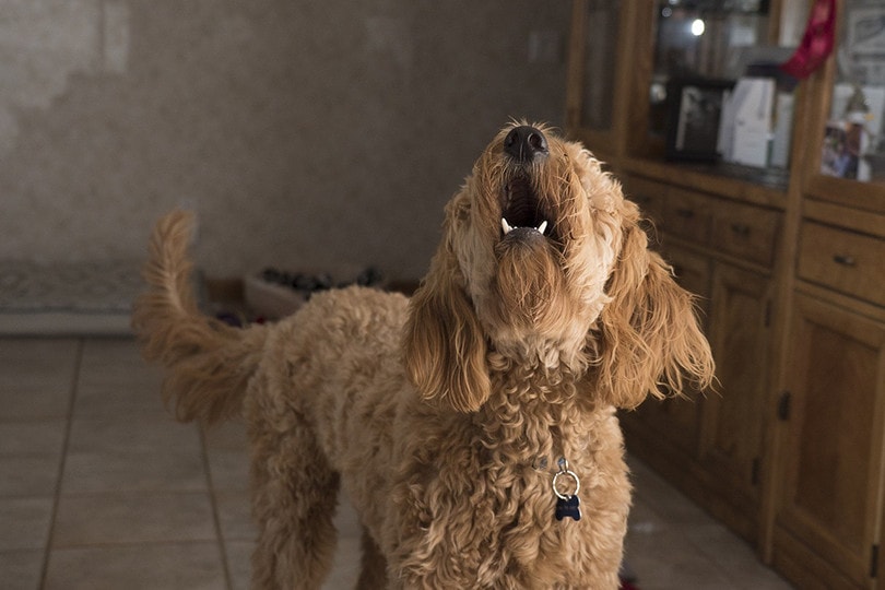 Why Does My Dog Bark at the Vacuum? 5 Reasons & What to Do PangoVet