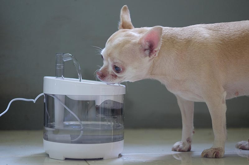 How to Get a Dog to Drink Water 9 Easy