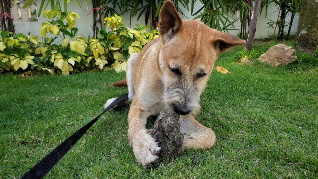 My puppy chews on rocks best sale