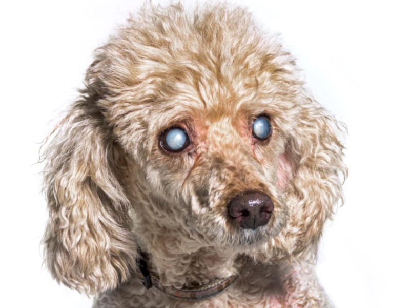 Dog poodle with bilateral eye cataracts