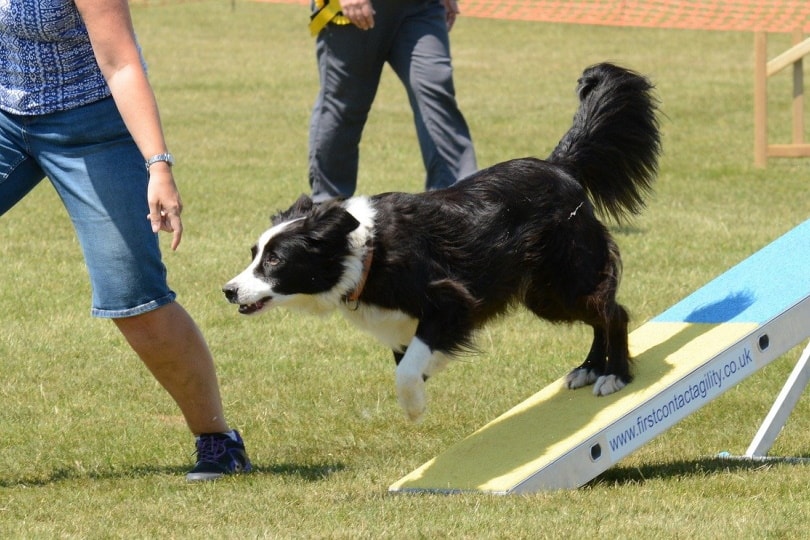 Dog running down a seesaw on a course