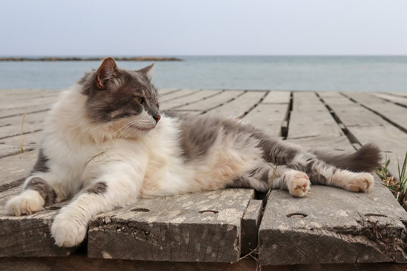 Domestic Longhair Cat Breed: Info, Pictures, Temperament & Traits ...