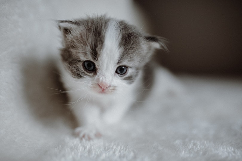 Domestic Longhair Cat Breed: Info, Pictures, Temperament & Traits