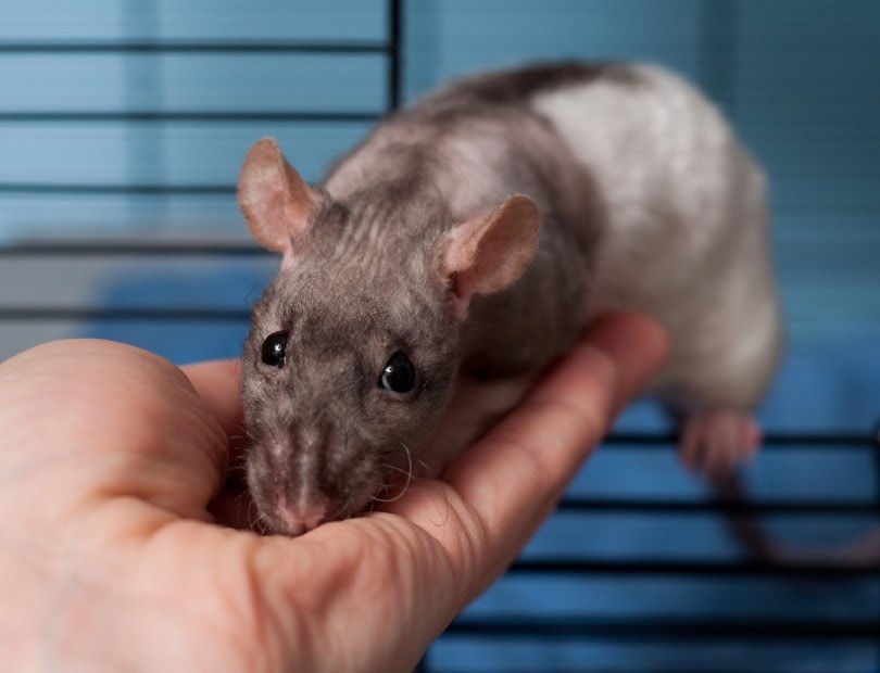 Double Rex Rats 10 Things You Should Know PangoVet Double Rex Rats 10 Things You Should Know PangoVet