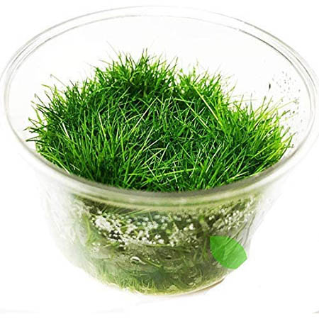 Dwarf Hairgrass