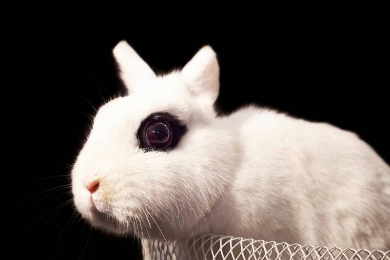 Dwarf hotot rabbit in basket on black background