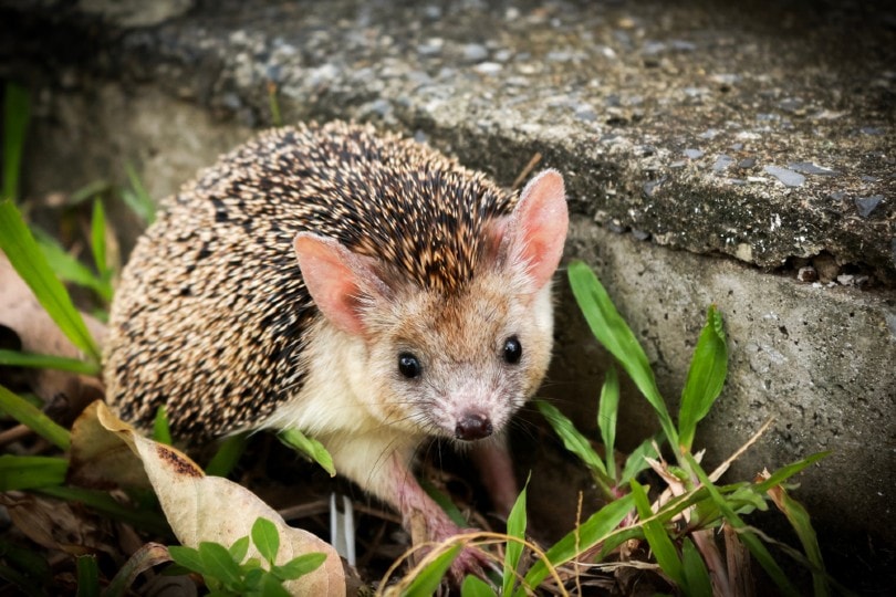 17 Different Types Of Hedgehogs With Info Pictures PangoVet 17 Different Types Of Hedgehogs With Info Pictures PangoVet