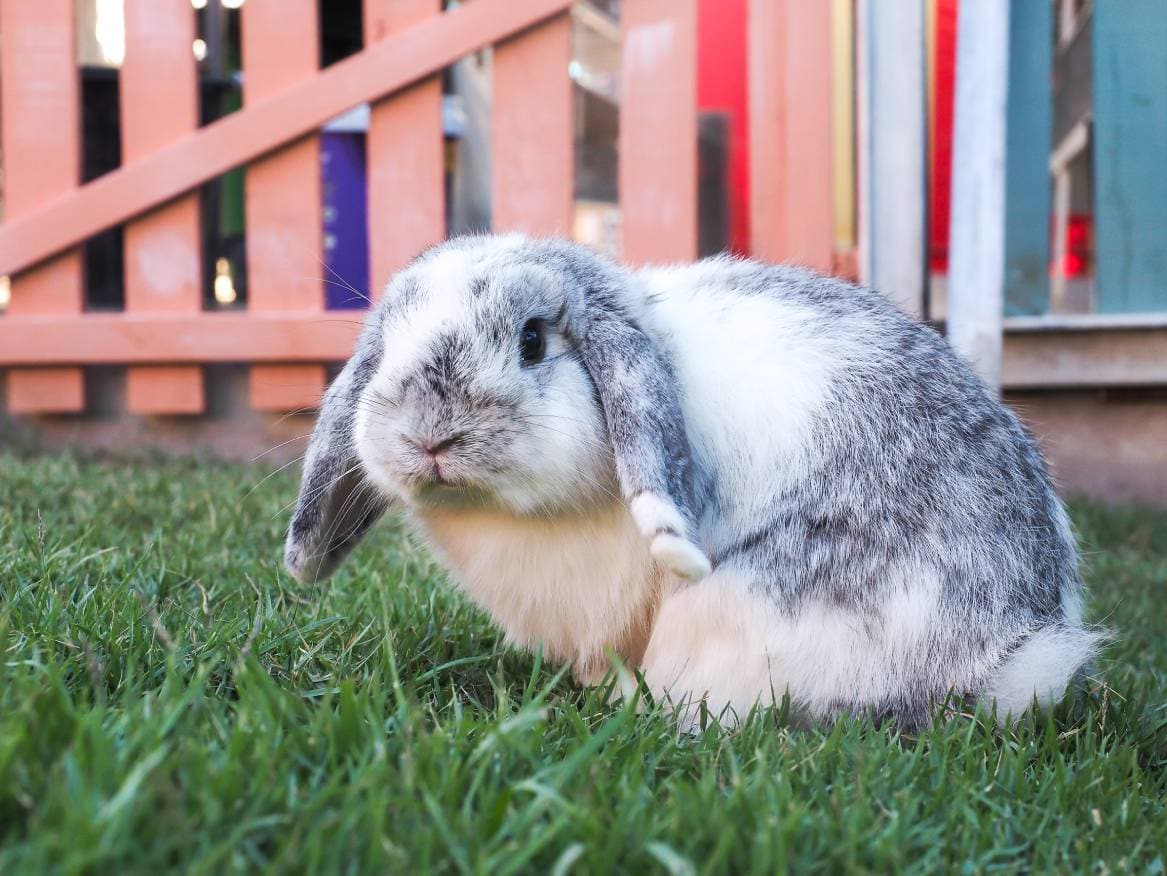 Bunnies for sale near me petsmart hotsell