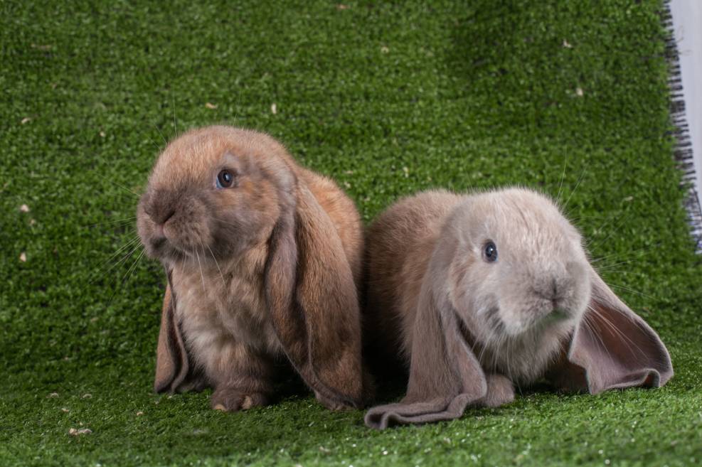 Can Rabbits Find Their Way Home? The Surprising Answer! PangoVet
