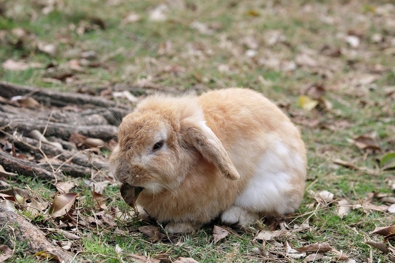 English Lop_topimages_shutterstock