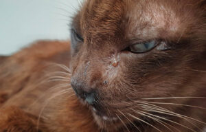 Eye discharge in old brown cat.Feline Upper Respiratory Infections