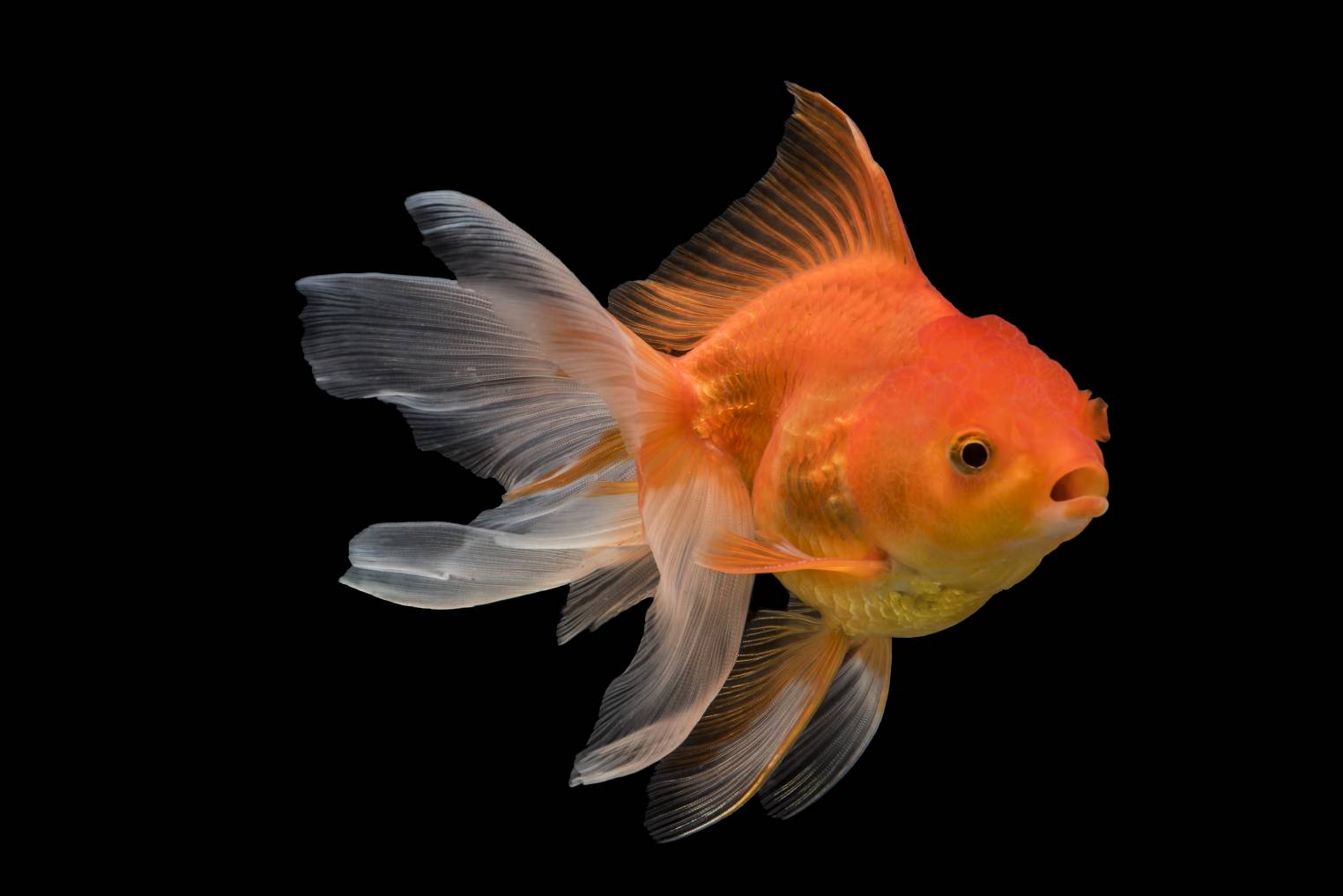 Fantail Goldfish Full Size Red White Fantail Goldfish Bay Aquatics Fantail Goldfish Full Size Red White Fantail Goldfish Bay Aquatics