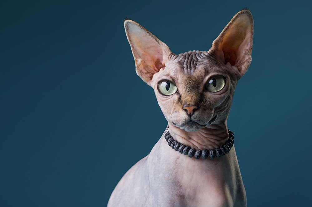 Fashion beauty Sphinx cat is wearing beads. Bald cat wears jewelry