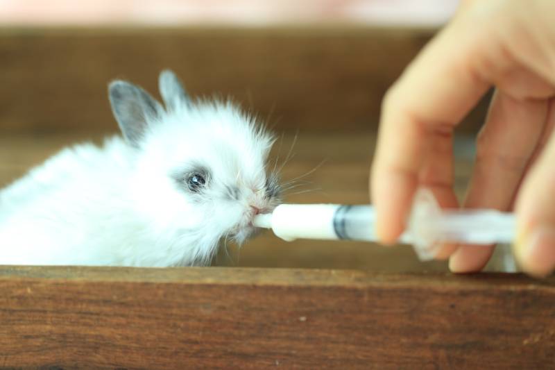 Feeding milk baby strayed rabbit with syringe