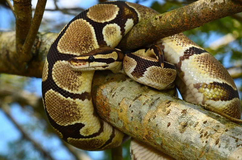50 Types of Ball Python Morphs & Colors: Info & Facts (With Pictures ...