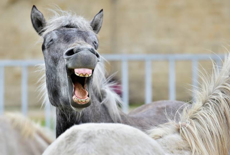 Funny portrait of a laughing horse