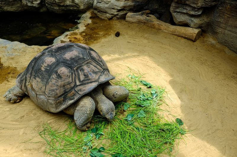 Galapagos giant tortoise is eating water spinach