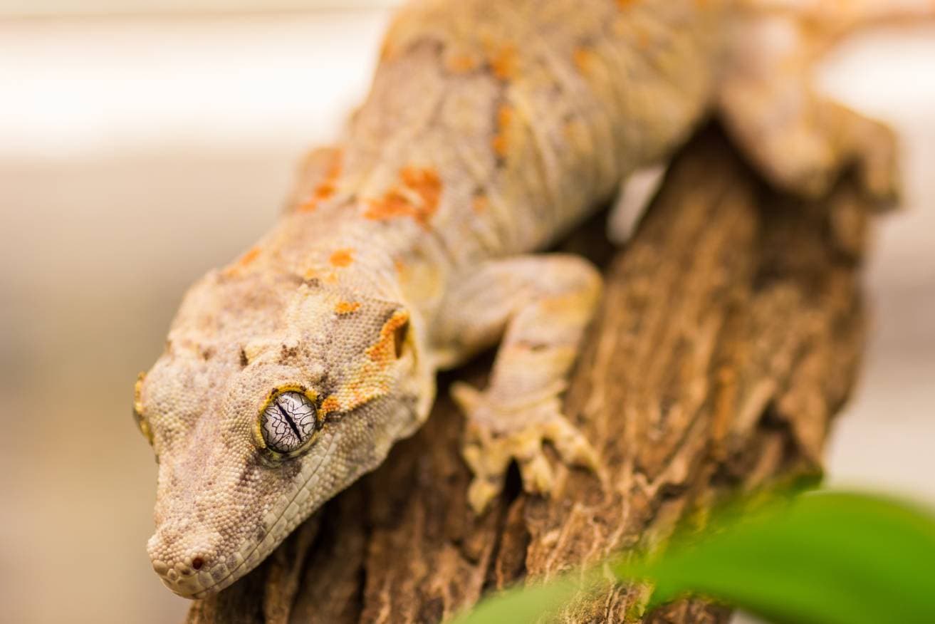 Gargoyle Gecko_ BarboraPeskova_Shutterstock