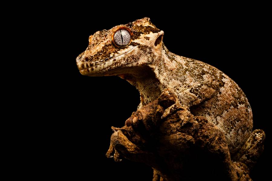 Gargoyle Gecko_ Fiona Mille_Shutterstock