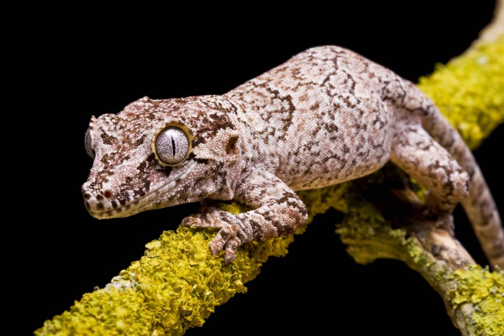 Gargoyle Gecko_ Robert King_Shutterstock