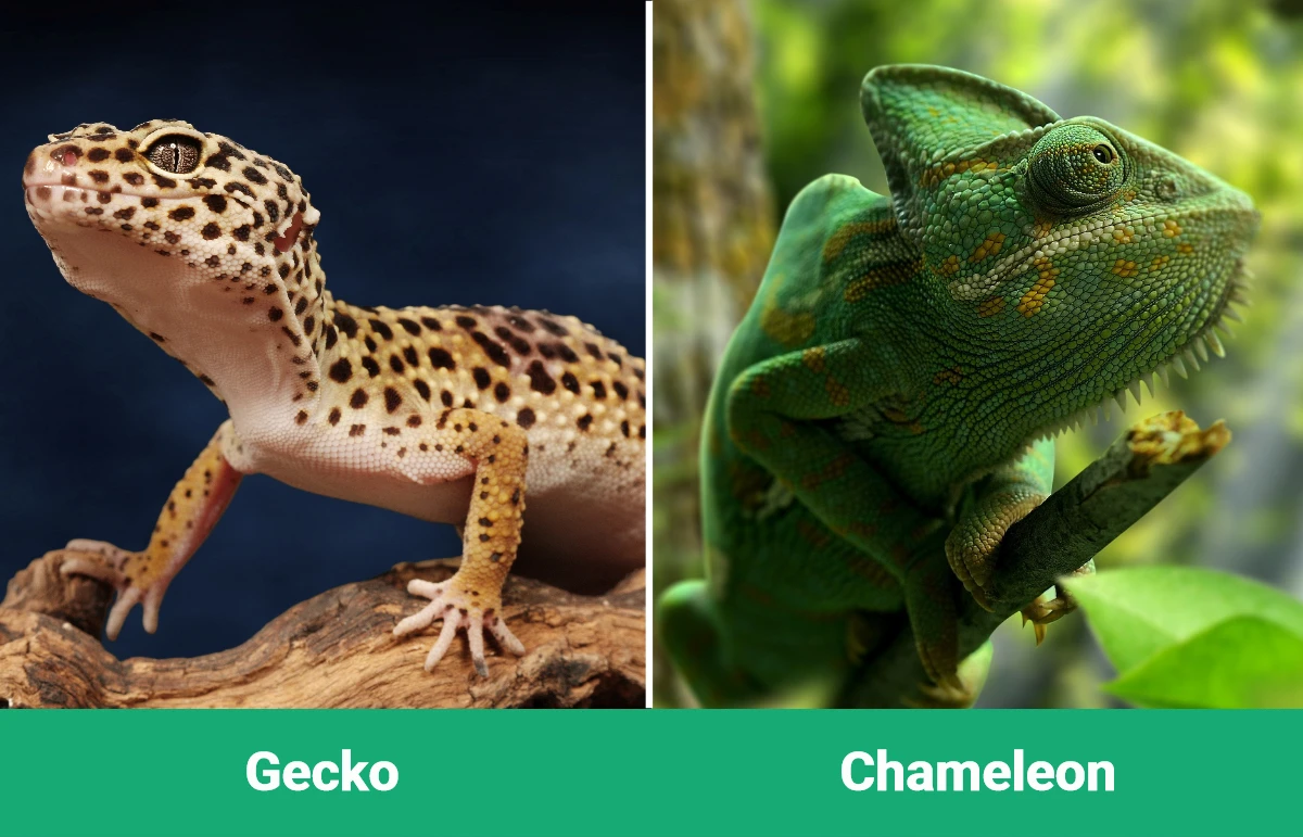 Gecko vs Chameleon - Visual Differences