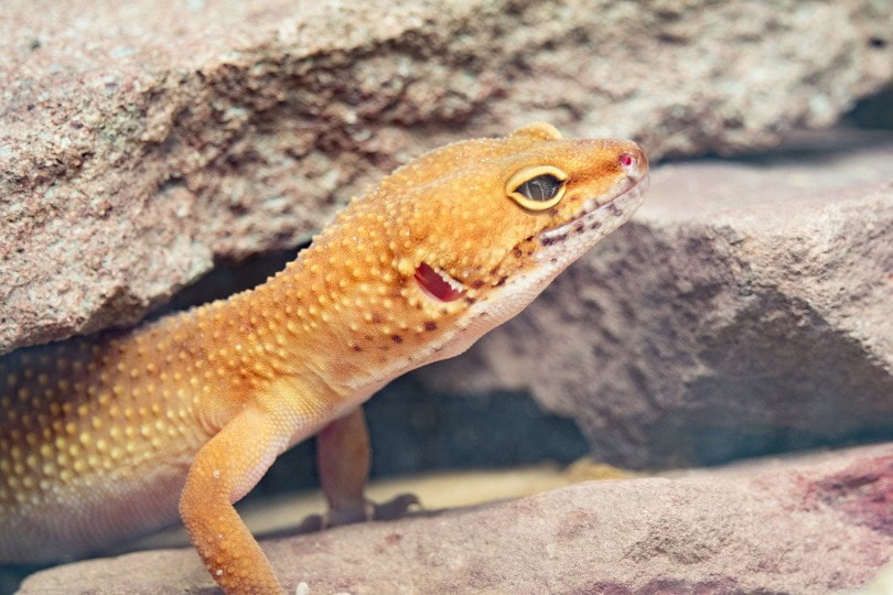 Lush How Long Can A Leopard Gecko Go Without Eating Artwork in 4K Lush How Long Can A Leopard Gecko Go Without Eating Artwork in 4K