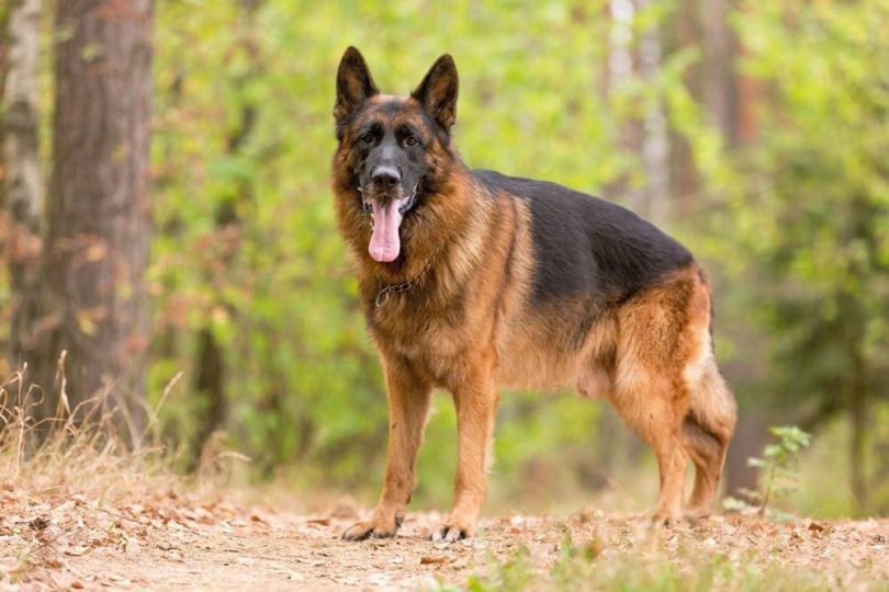 German shepherd online purchase best sale