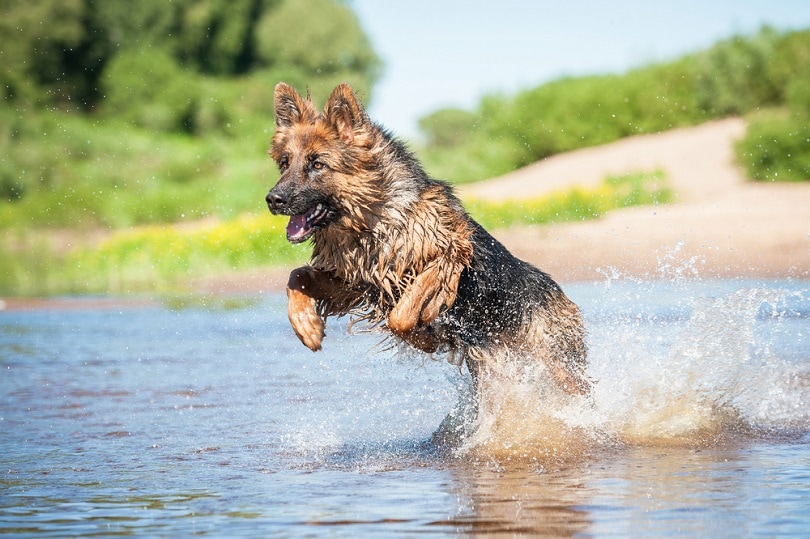 German-shepherd-dog-playing-in-water