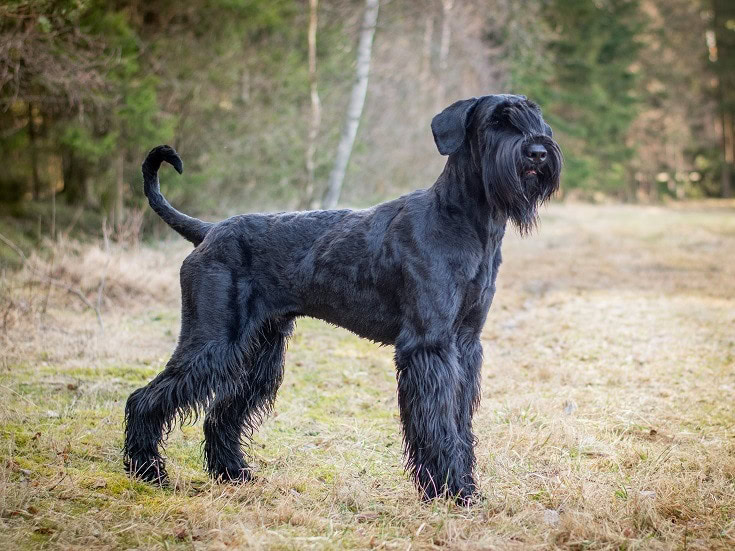 Giant Schnauzer Dog Breed Guide: Info, Pictures, Care & More! | PangoVet