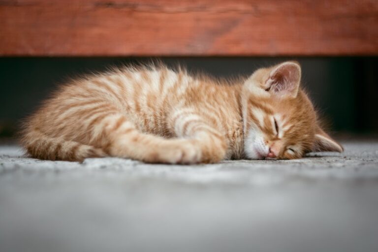 Why Does My Cat Sleep Under My Bed? 9 VetApproved