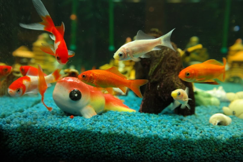 Goldfish Losing Scales? Here's What to Do (Vet-Reviewed Guide) | PangoVet