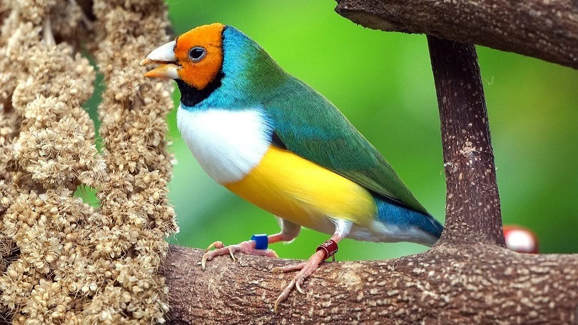 Gouldian Finch: Info, Pictures, Food & Care Guide | PangoVet