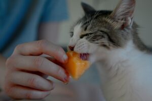 Gray and White Tabby Kitten Snacking on a Ripe Cantaloupe
