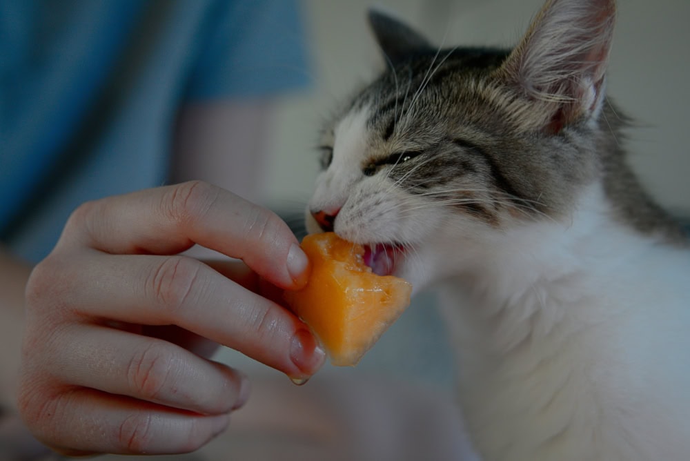 Gray and White Tabby Kitten Snacking on a Ripe Cantaloupe