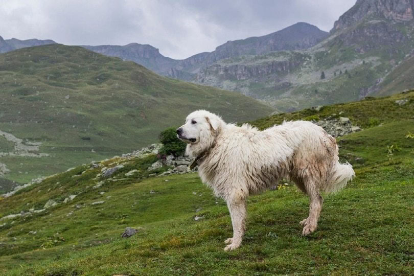 Great pyrenees food allergies best sale