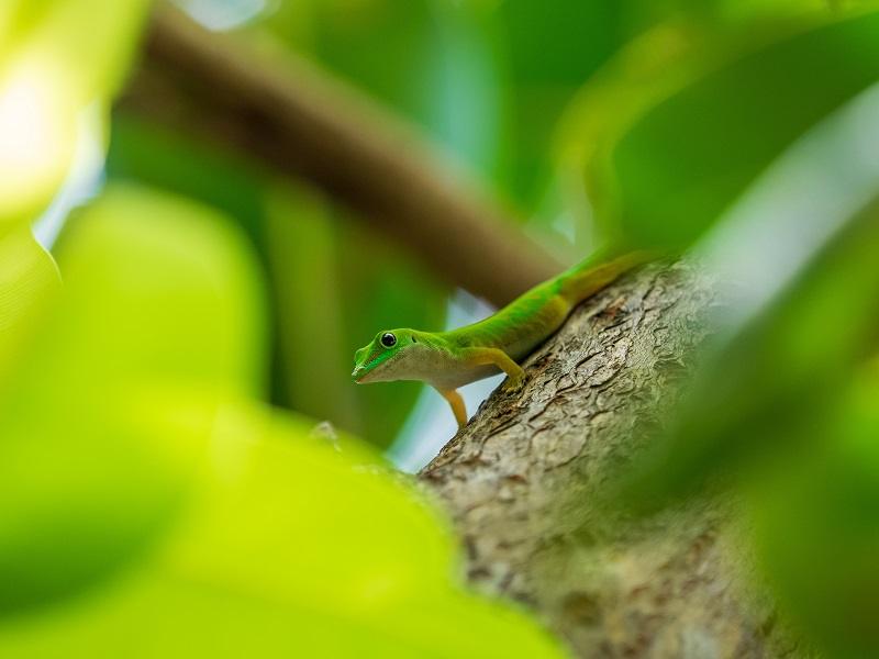 Green Anoles in the Wild