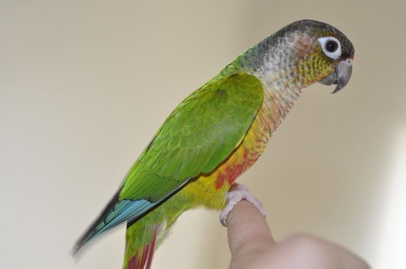 How Long Do Green Cheek Conures Live? Average Lifespan, Data & Care
