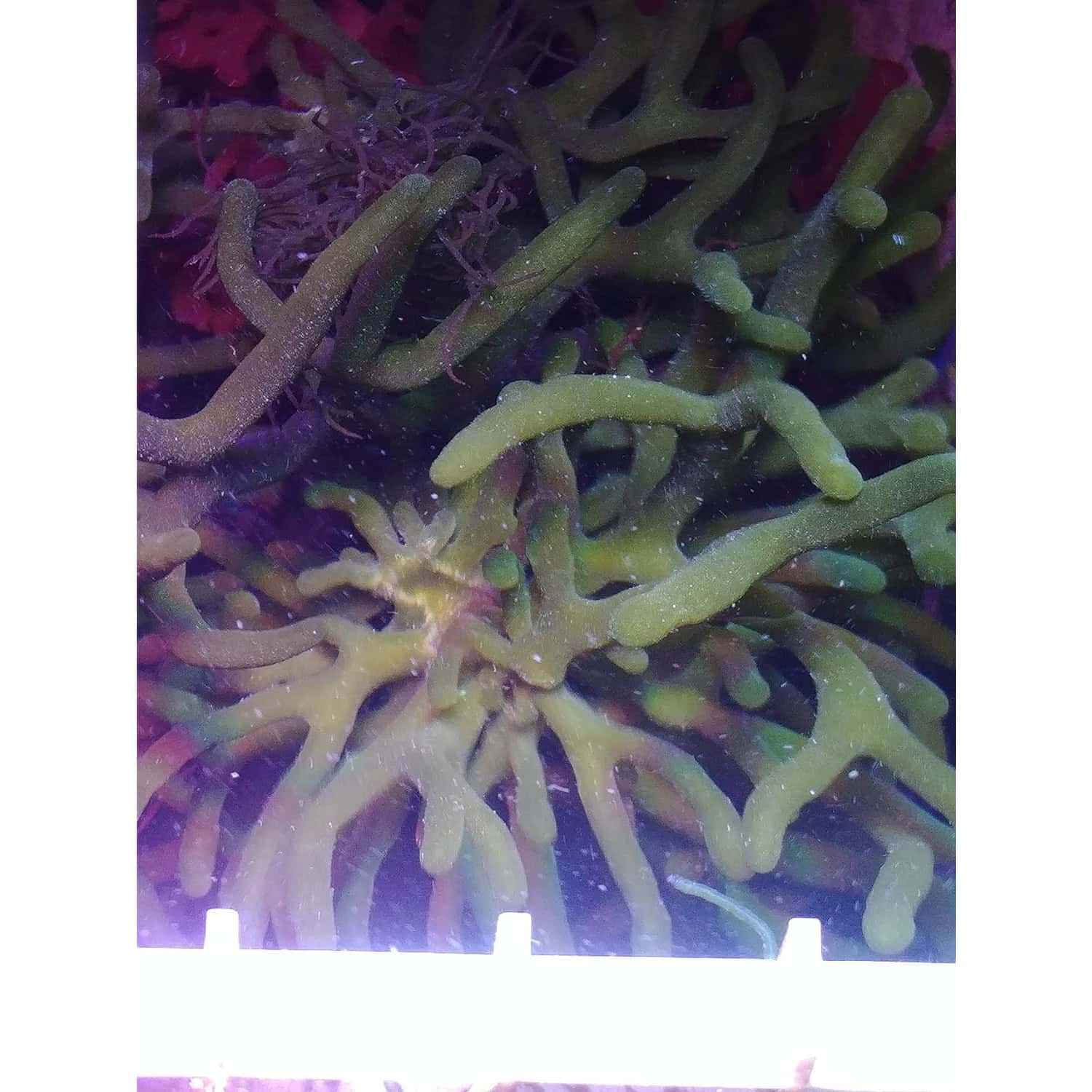 Green Finger Aquarium Plant