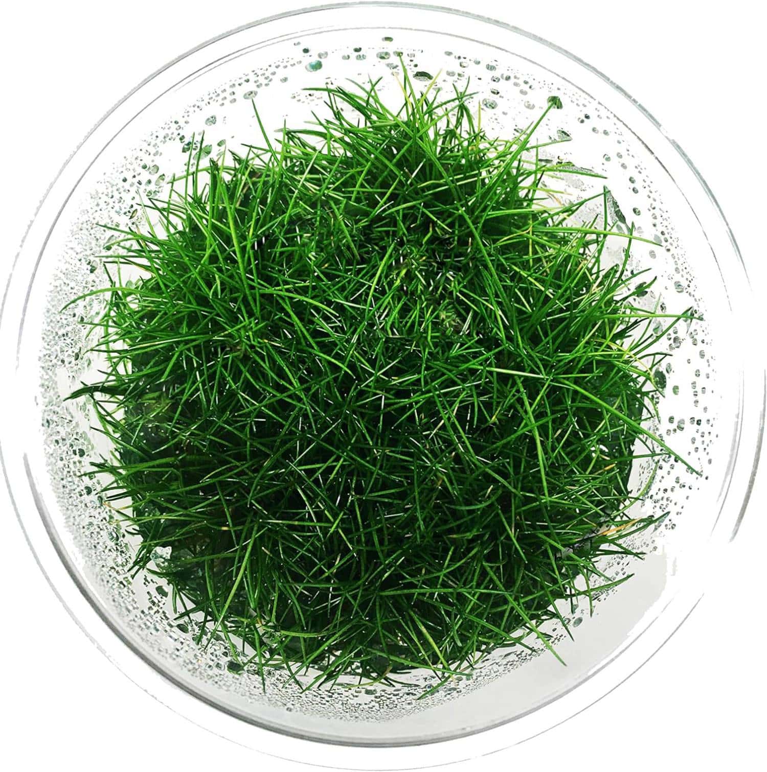 GreenPro Dwarf Hairgrass new