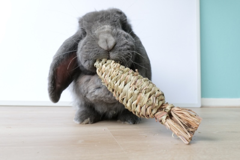 Grey French Lop rabbit munching on a chew toy