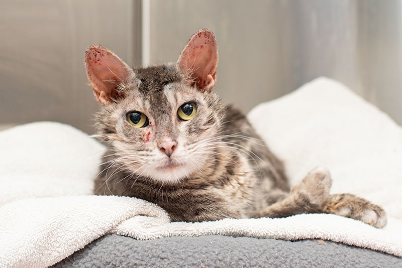 Grey Tabby Cat with Mange in Shelter