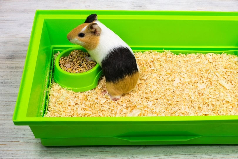 do guinea pigs need a litter box